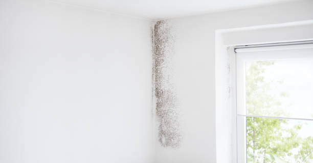 Best Crawl Space Mold Remediation  in Towaoc, CO