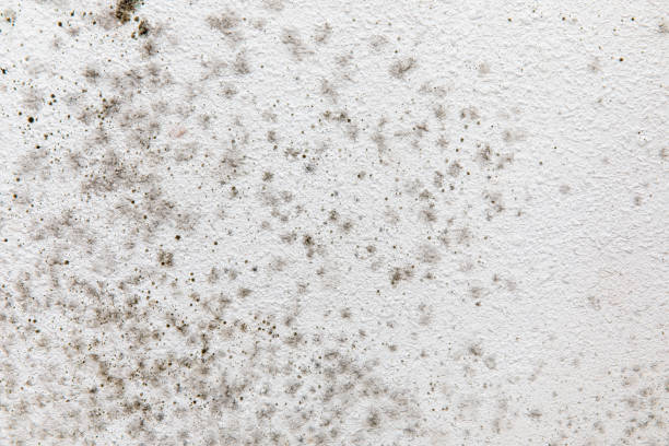 Best Mold Documentation for Insurance Claims  in Towaoc, CO
