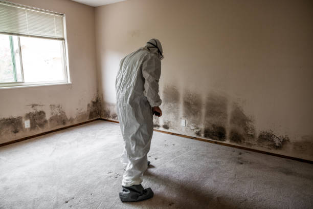 Best Basement Mold Removal  in Towaoc, CO